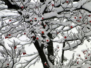 大雪纷飞追冬趣 冰雪运动好时节