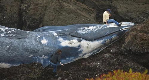 海南鱼鳞洲海岸浮现鲸鱼尸体