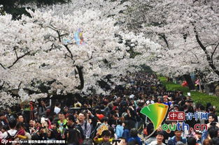 武汉一景区现樱花冰糖葫芦，游客争相品尝！